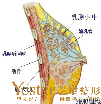 豐胸有哪些方法 