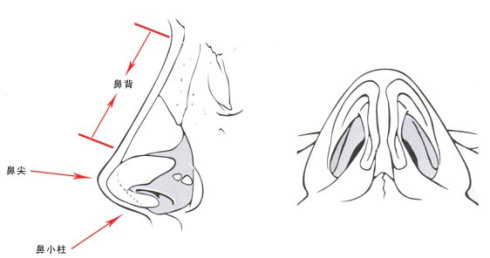 做鼻尖整形有什么要求